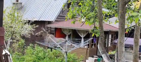 Video: Jēkabpils centrā iemaldās alnis