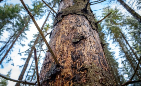 Jēkabpils, Aizkraukles un Līvānu novados saglabājas augsts egļu astoņzobu mizgrauža bojājumu risks