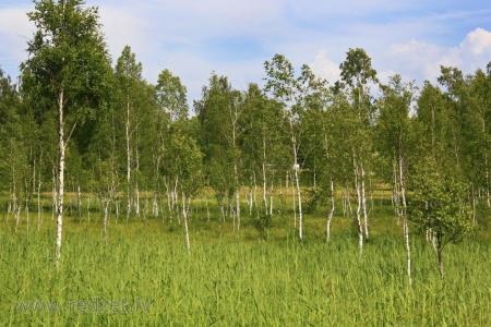 Latvijas iedzīvotāji uz Jāņiem valsts mežos drīkst iegūt līdz piecām bērzu meijām
