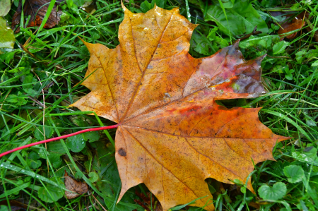 Provizoriski sācies meteoroloģiskais rudens